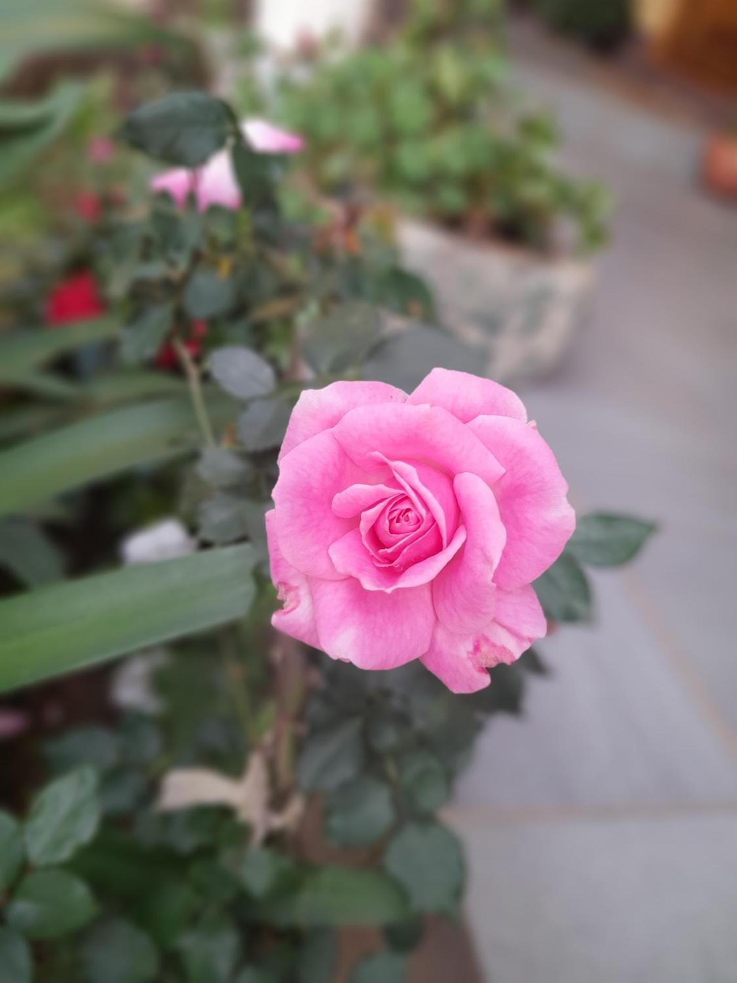 Pousada Dona Elza Monte Verde  Ngoại thất bức ảnh